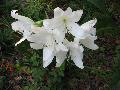 St. Christopher Lily / Crinum jagus 